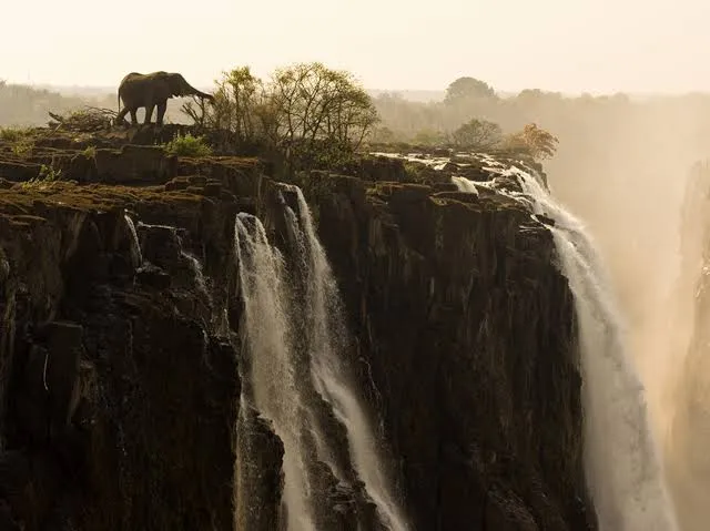 Elephant standing on a cliff edge beside Victoria Falls