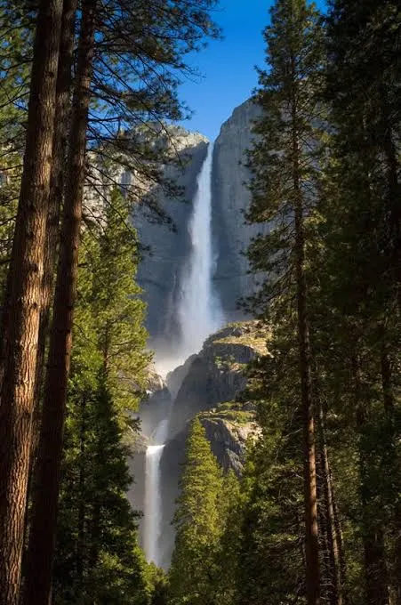 Yosemite Falls framed by tall pine trunks beneath a blue sky