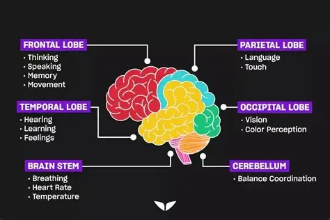 Brain lobe diagram showing the frontal, parietal, temporal, and occipital lobes, brain stem, and cerebellum